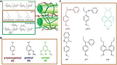 Multifunctional Lignin-Based Composite Materials for Emerging Applications